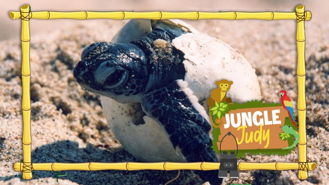 Vlog 5 - Jungle Judy 🙋🏻‍♀️🌎 - (Zee)schildpadden 🐢