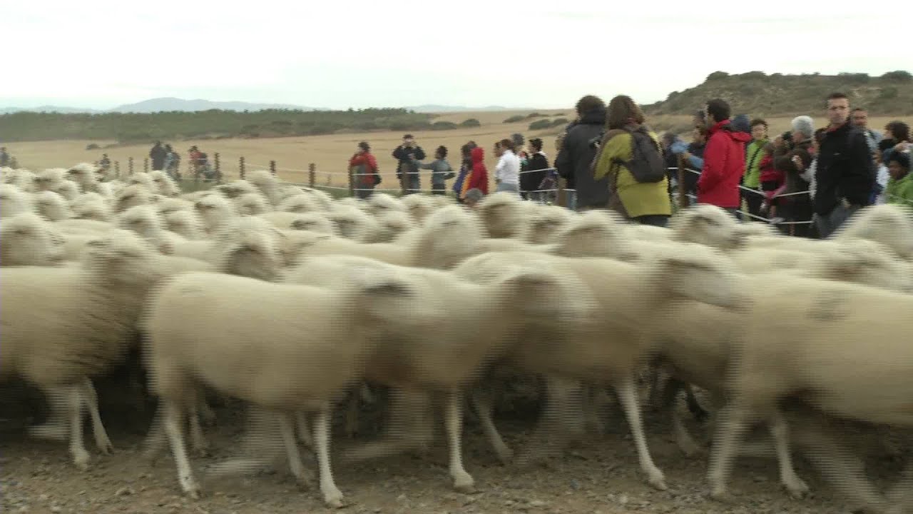 entrada Ganado Bardenas