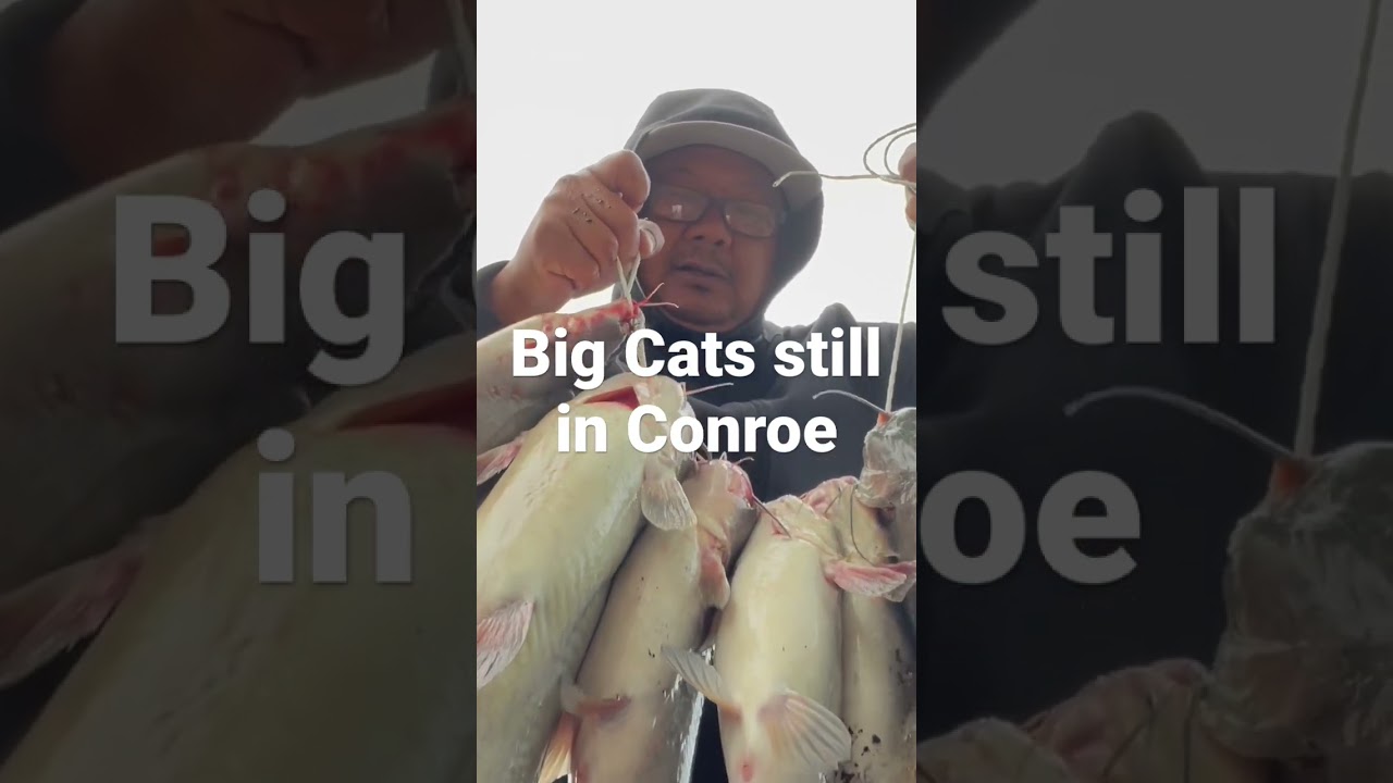 Up to the minute report on Lake Conroe Cats&hellip;.