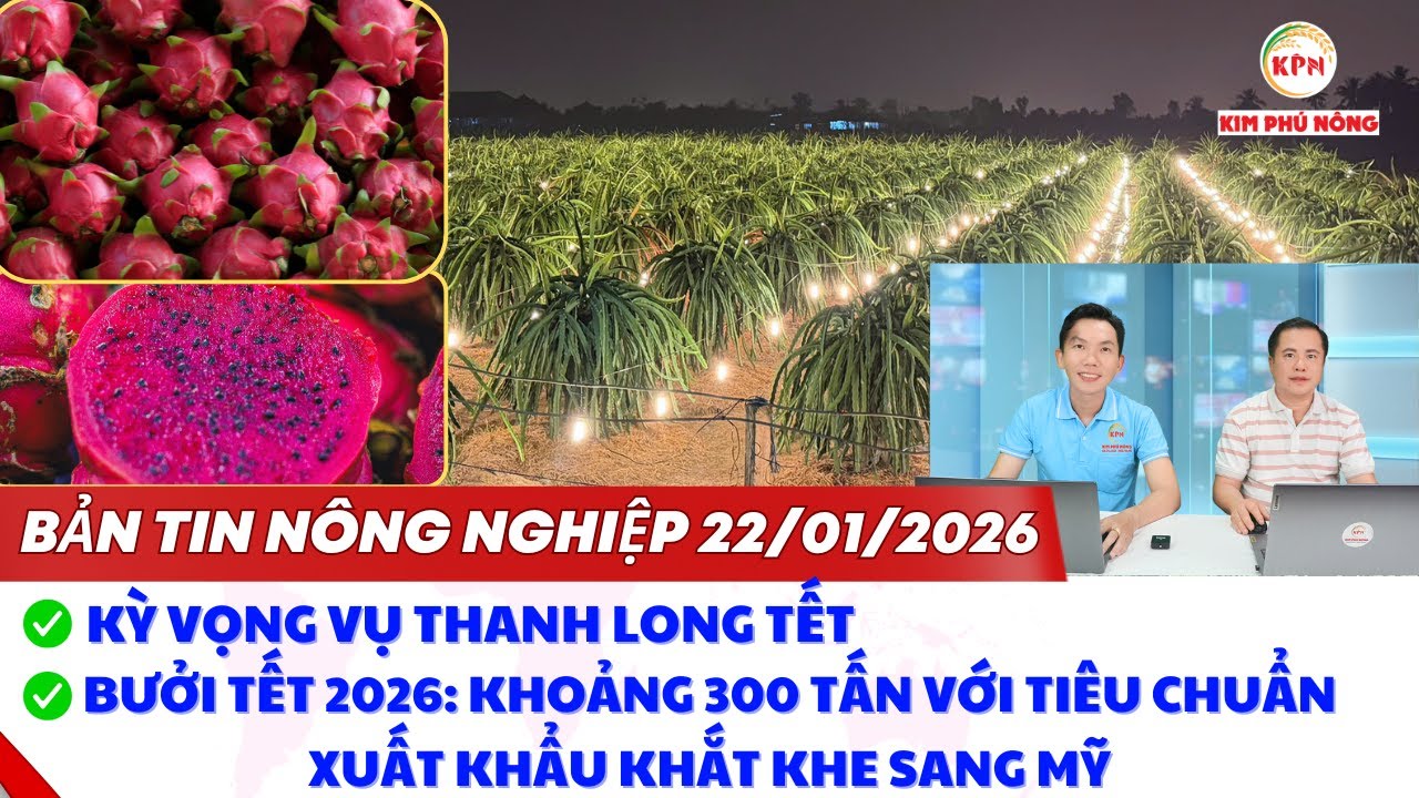 Kỳ vọng vụ thanh long Tết | Bản tin nông nghiệp ngày 22/01/2026