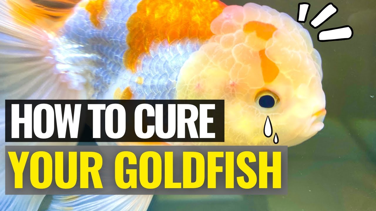 How to cure your Goldfish