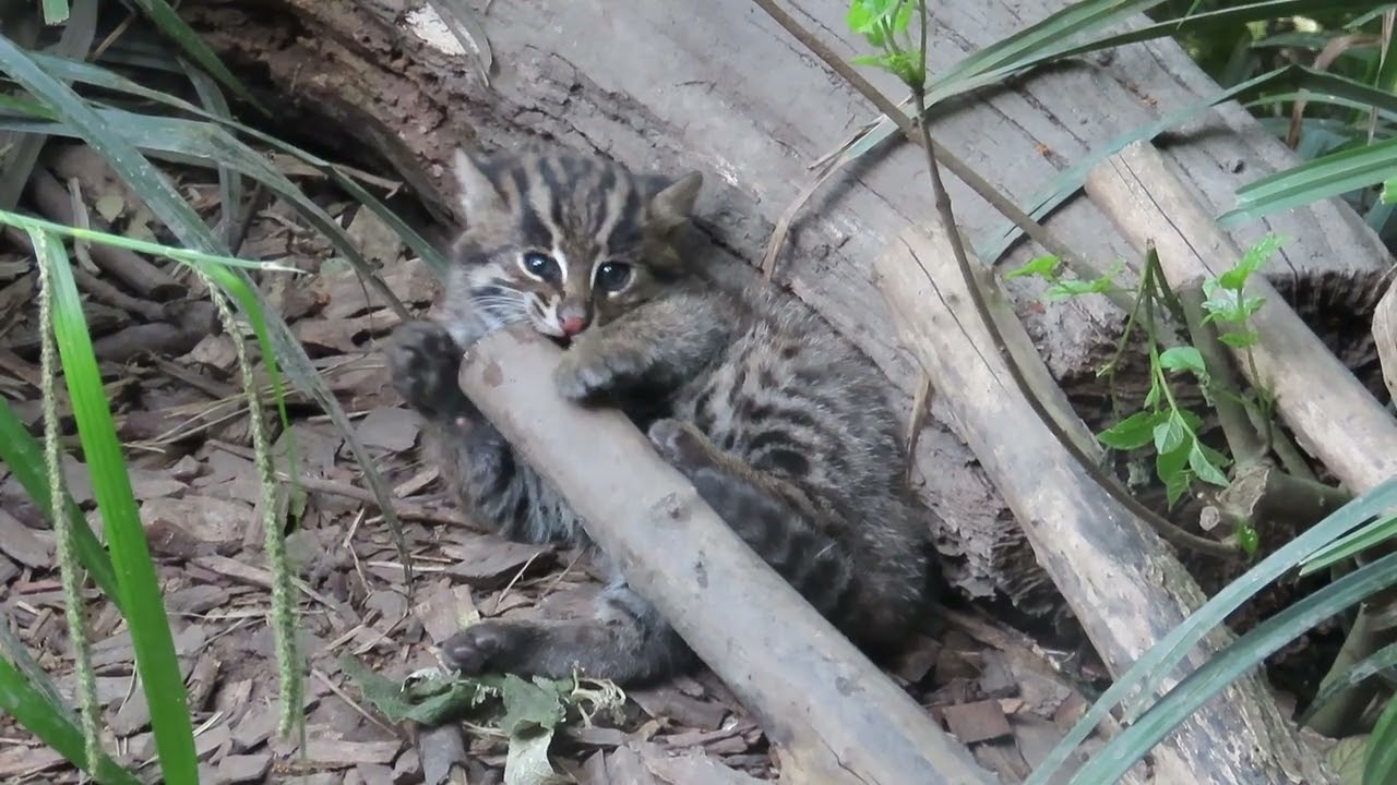 Vissende kat kitten. Negen dagen jong.