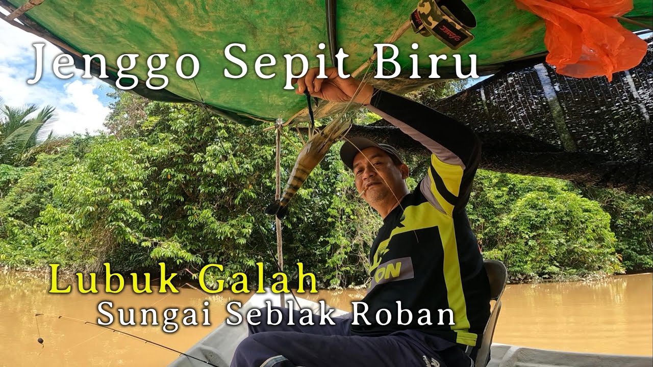 Lubuk Buaya ini penuh Sepit Biru‼️ Menjenggo di Lubuk Udang Galah Sungai Seblak Roban.