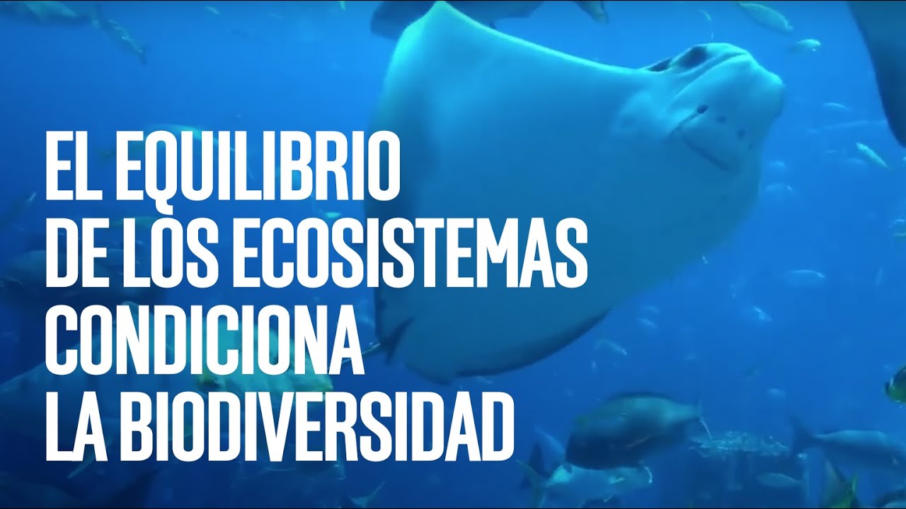 El equilibrio de los ecosistemas condiciona la biodiversidad