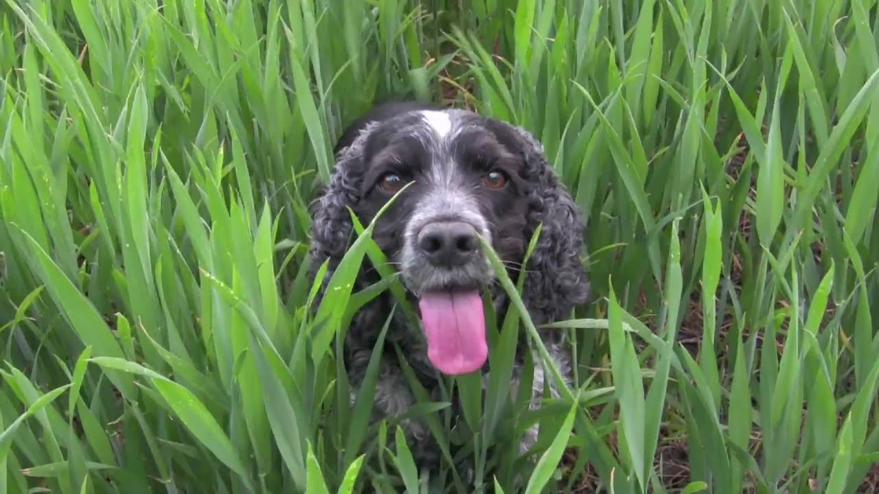 Cocker Spaniels: gorgeous but mad.