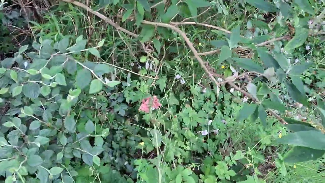 Elderflower to Spirea flowers