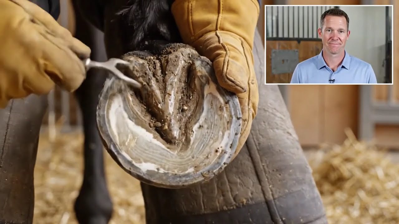 Shocking Cow Hoof Cleaning! Worms, Maggots, Mud & Stones Removed Step by Step