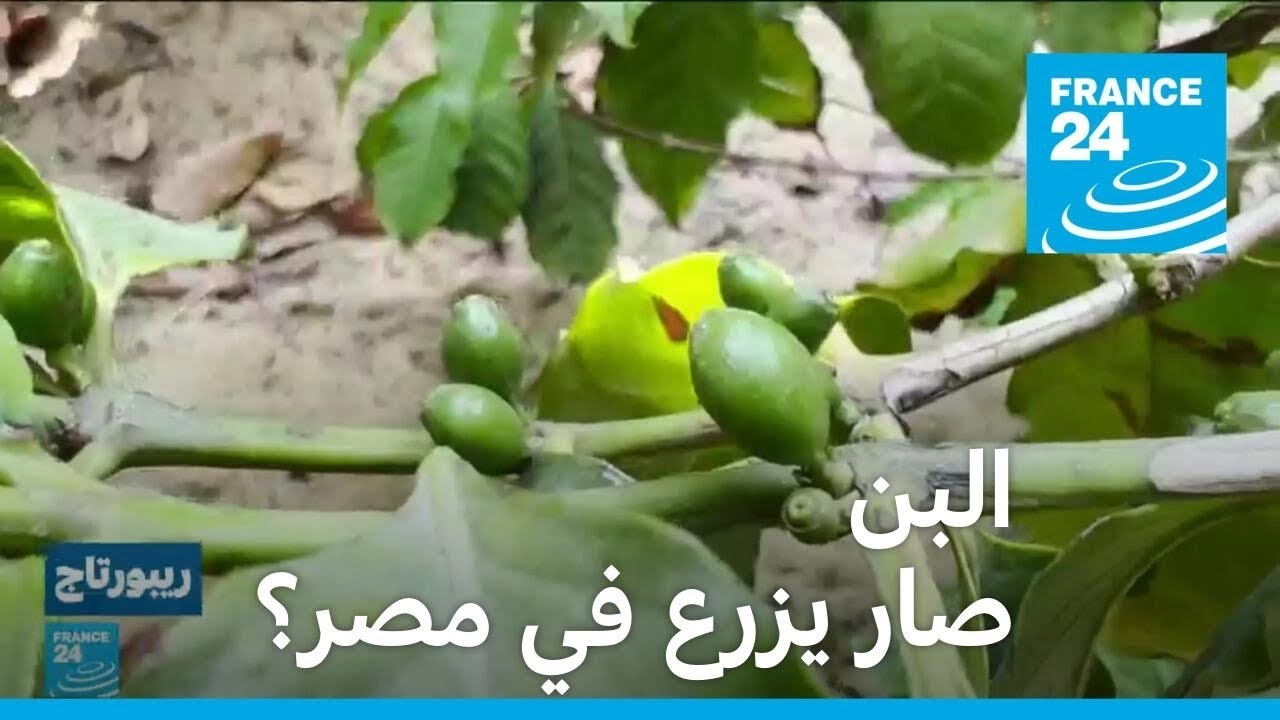 جهود أثمرت.. زراعة البن في مصر! • فرانس 24 / FRANCE 24