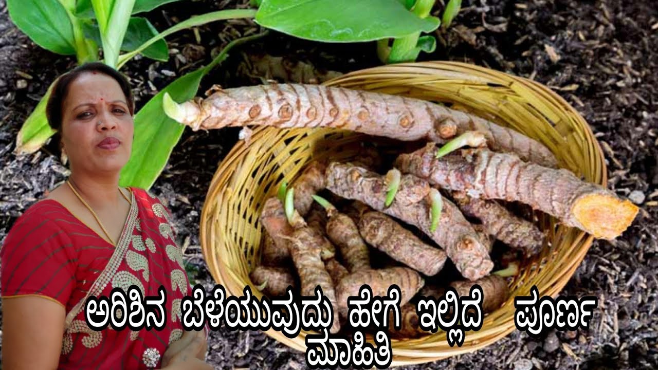ಅರಿಶಿನ ಬೆಳೆಯುವುದು ಹೇಗೆ ಇಲ್ಲಿದೆ  ಪೂರ್ಣ ಮಾಹಿತಿ //how to grow turmeric//Nandi view gardaner