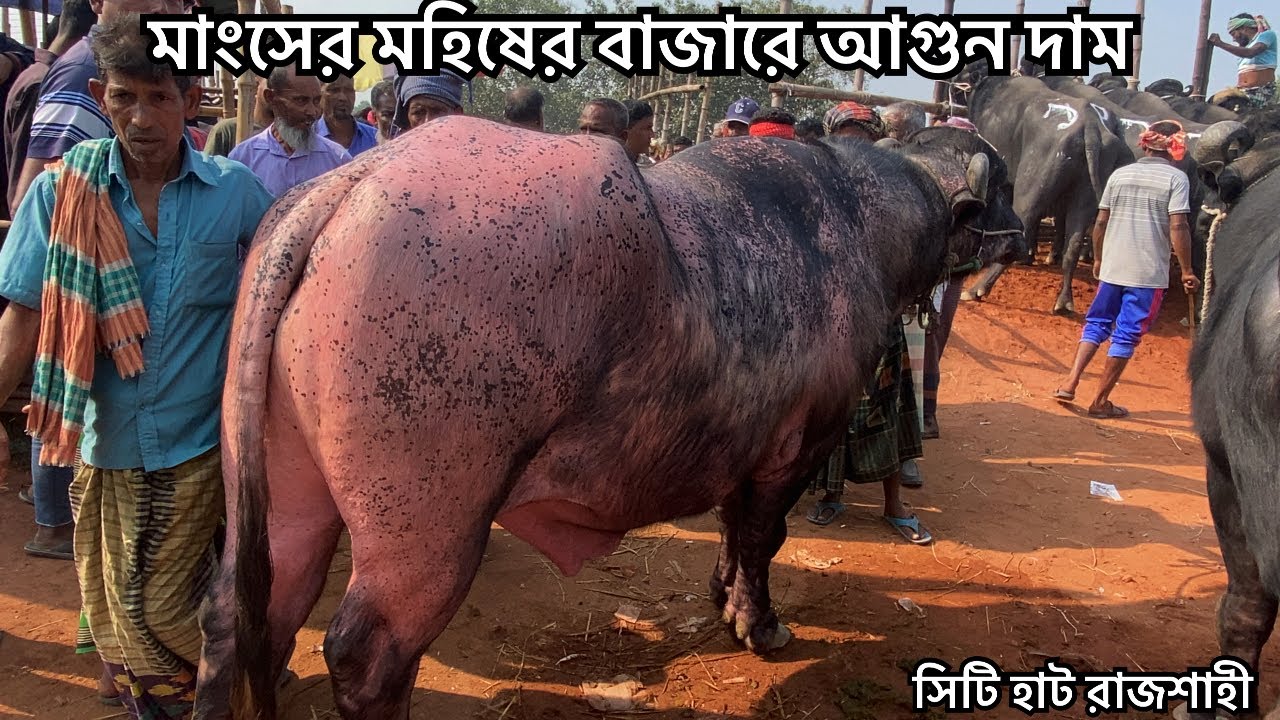 মাংসের মহিষের বাজারে আগুন | ৩০ নভেম্বর সিটি হাট 