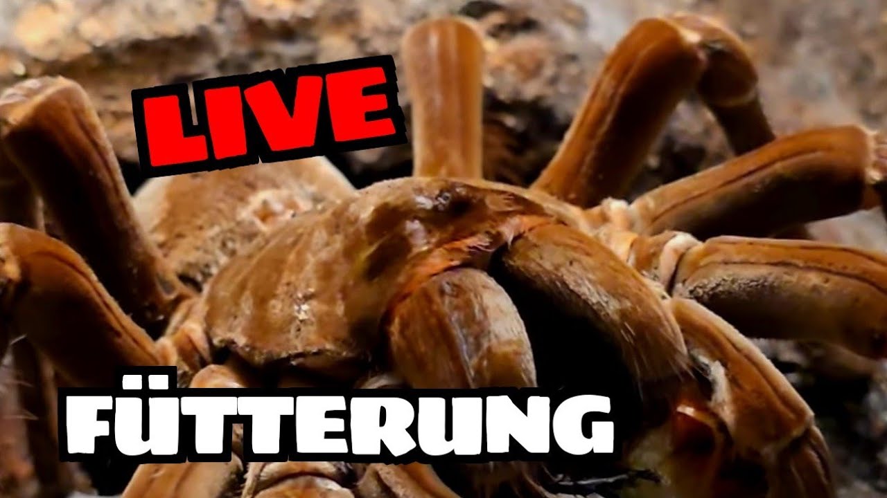 Tiny Venoms Live • Vogelspinnen füttern & Community Talk
