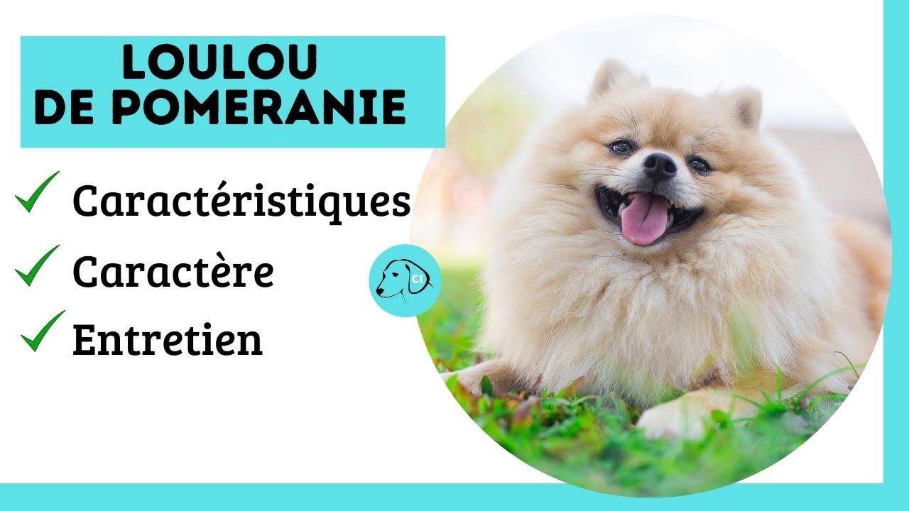 Tout Savoir sur le Chien Loulou de Poméranie ou Spitz Nain👉 Caractéristique - Caractère - Entretien