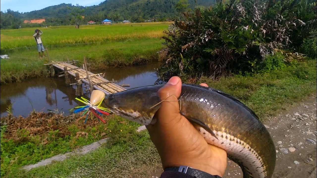 Casting Gabus! Strike Brutal di Air Dangkal