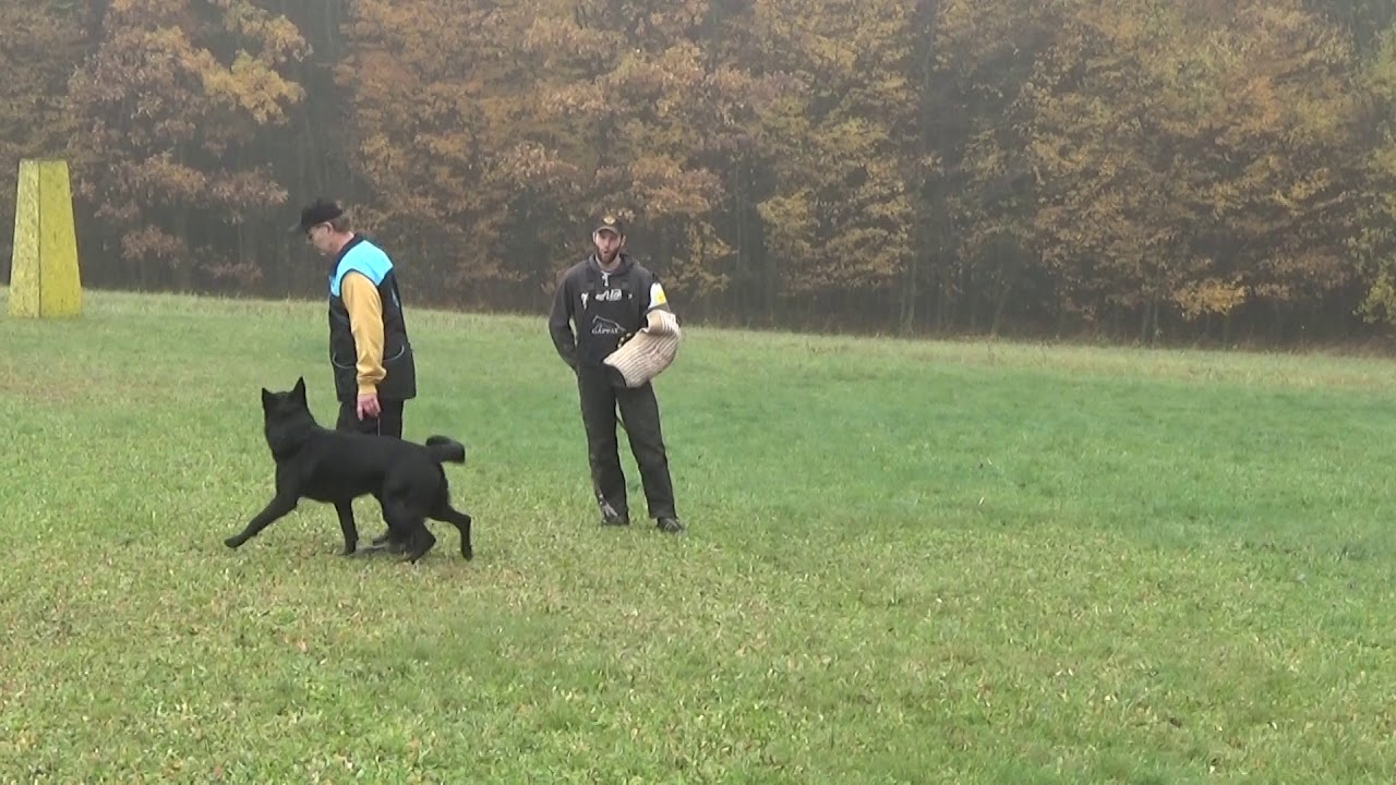 Zkou&scaron;ka SPr1 - L. Srba a Chasan Warpeco - 4.11.2018