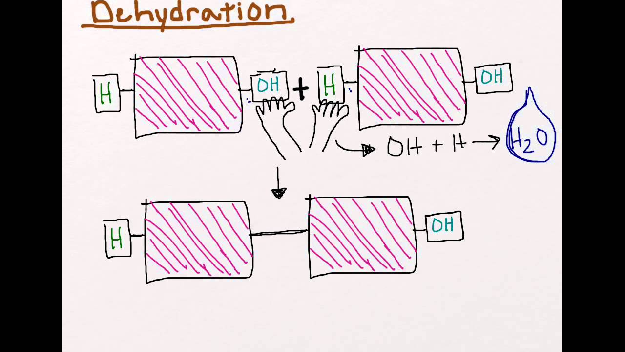 Dehydration vs Hydrolysis