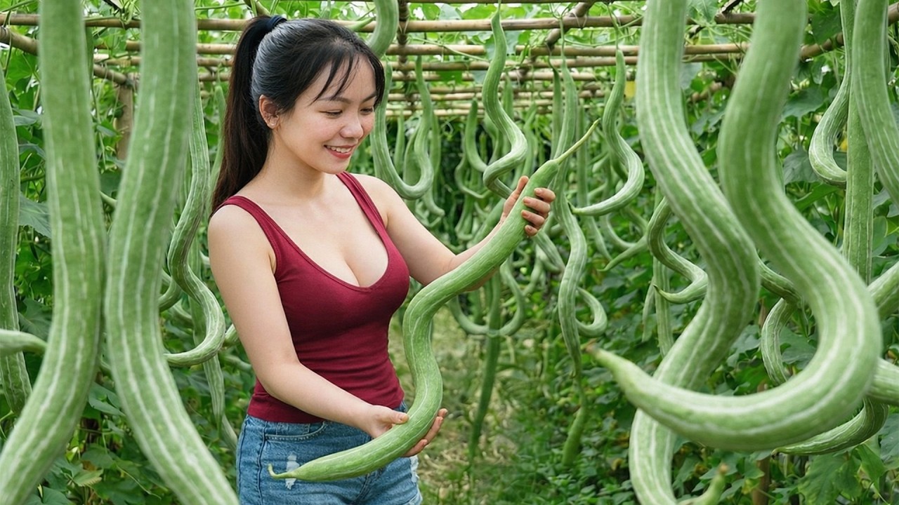 Harvesting Many Japanese Squash,Malabar spinach, Papaya Goes To Market Sell | Trinh’s Rural Life