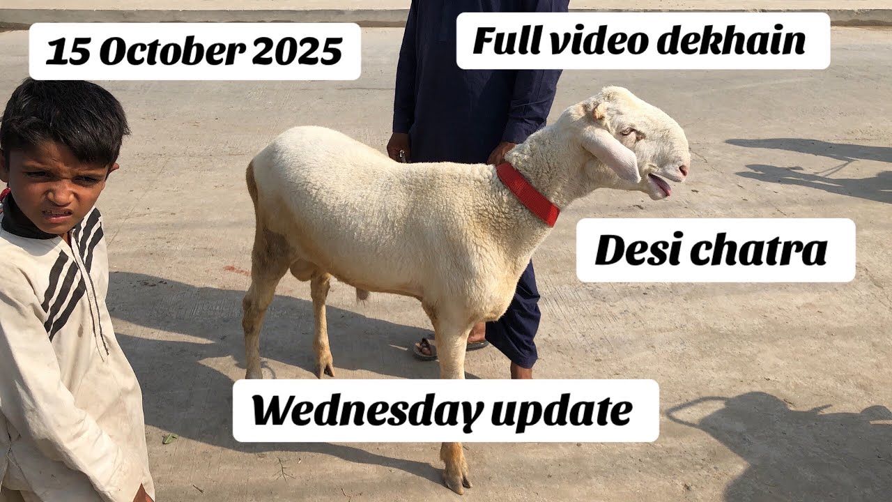 Wednesday update Desi chatra live soda full video dekhain Mandi Shahpur kanjra HS GOAT FARM 