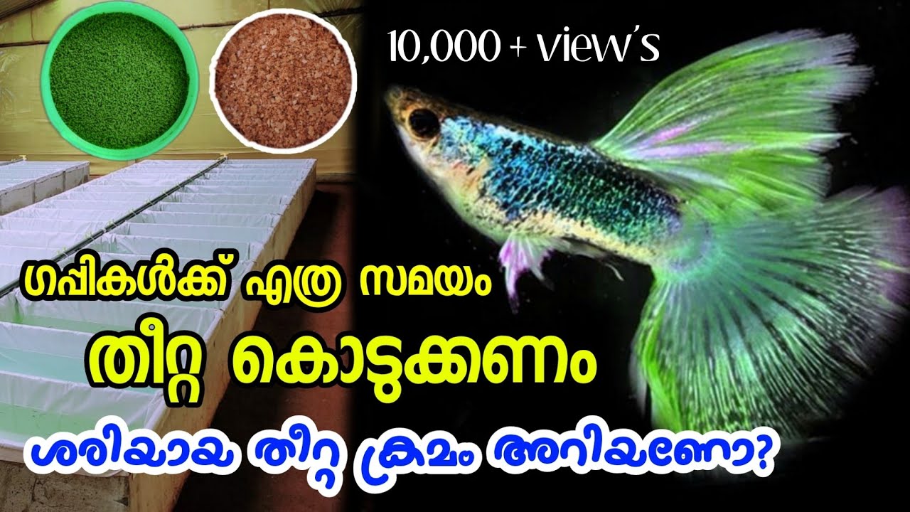 #ഗപ്പികൾക്ക് ദിവസം എത്ര നേരം തീറ്റ കൊടുക്കണം | #GUPPY_FEEDING_TIPS #GUPPY_FOOD #GUPPY_FARM_KERALA |