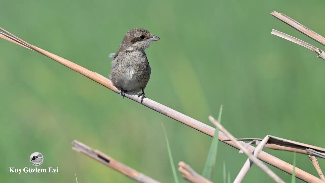 𝕋𝔸ℕ𝕀𝕋𝕀𝕄 KIZILSIRTLI ÖRÜMCEKKUŞU / Lanius collurio / Red-backed Shrike / Türkiye kuşları