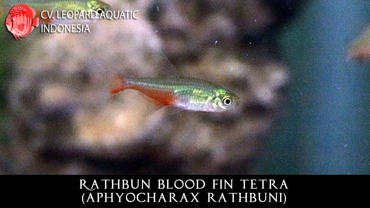 Aphyocharax rathbuni THE ELEGANT RATHBUN BLOOD FIN. (Leopard Aquatic C015A)