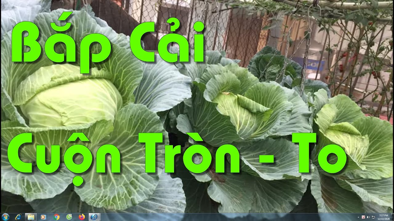 Bón Phân Cho Bắp Cải Cuộn Tròn To Và Không Bị Nổ Trong Thời Kì Cuối
