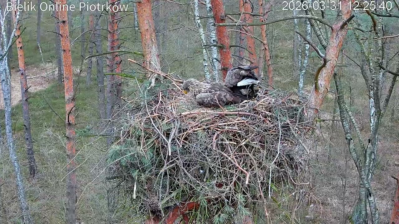 Samica bielika Petra z karpiem do gniazda / Female white-tailed eagle Petra with carp to the nest