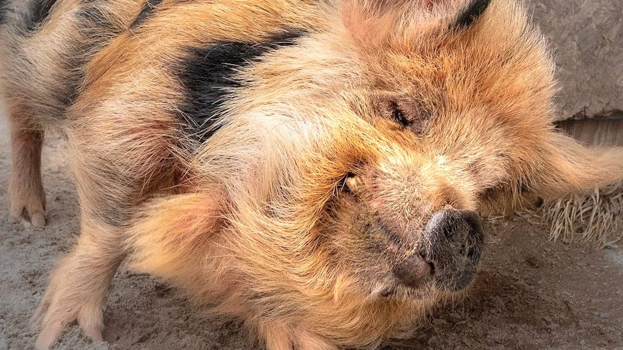 Pig won't go to bed without a cookie