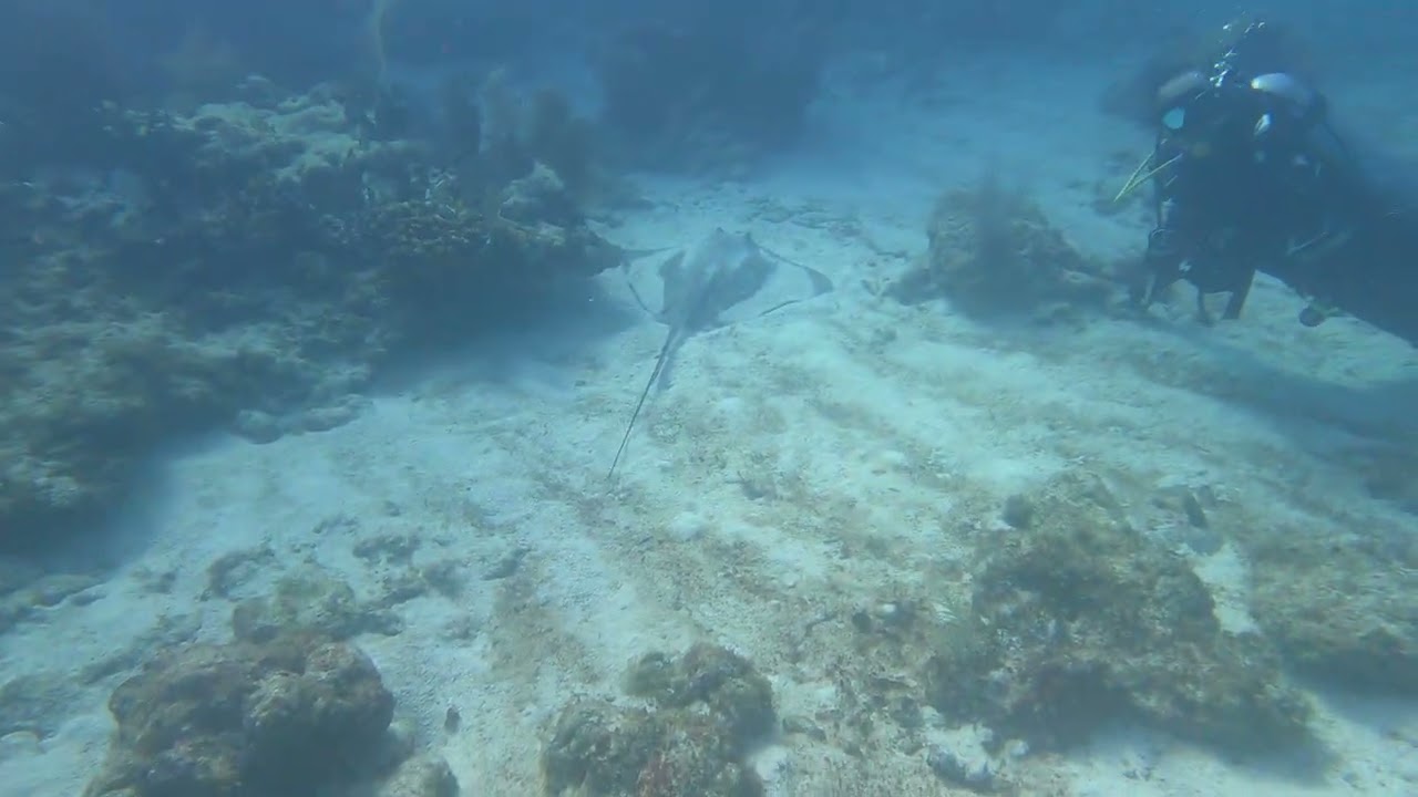 Dive master sneaks up on Wild Stingray in Key West.
