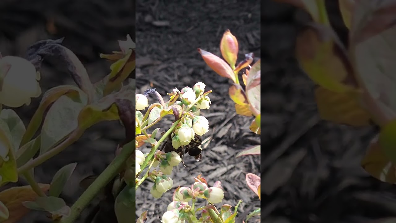 Bees On Blueberry Bushes #gardening #garden #plants