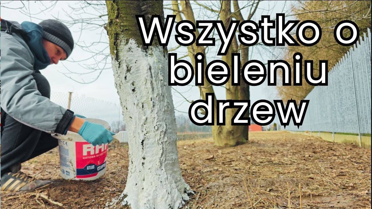 Kiedy i jak bielenie drzew w Polsce.