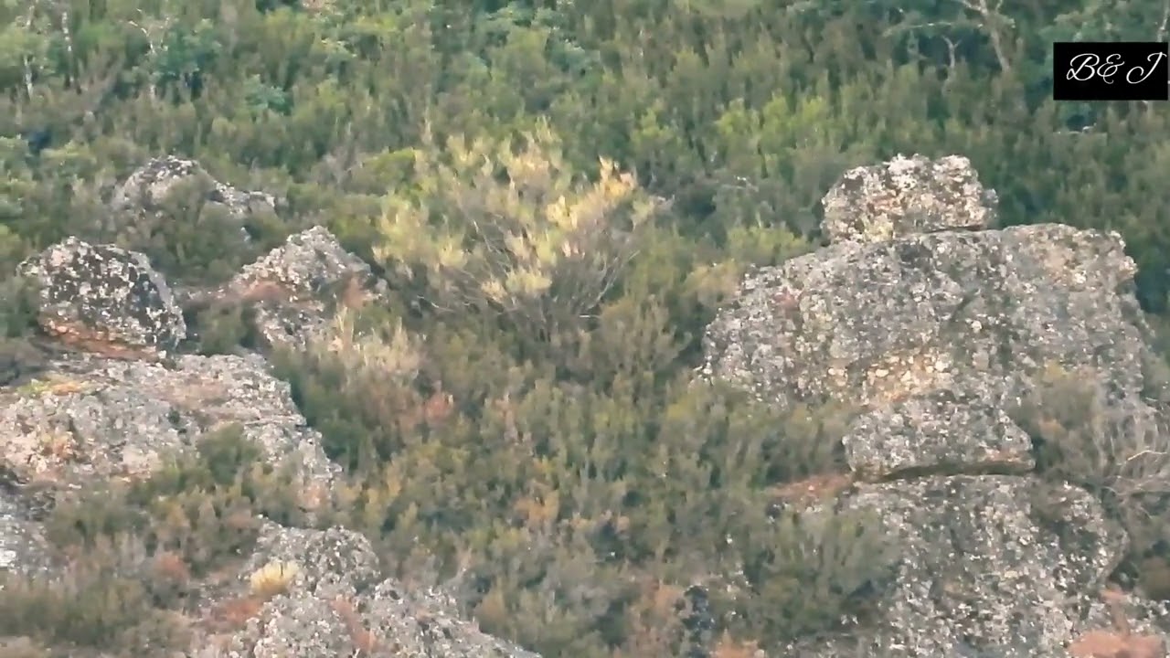 LOBO IBERICO: MONTAÑA PALENTINA (12 AGOSTO 2022)