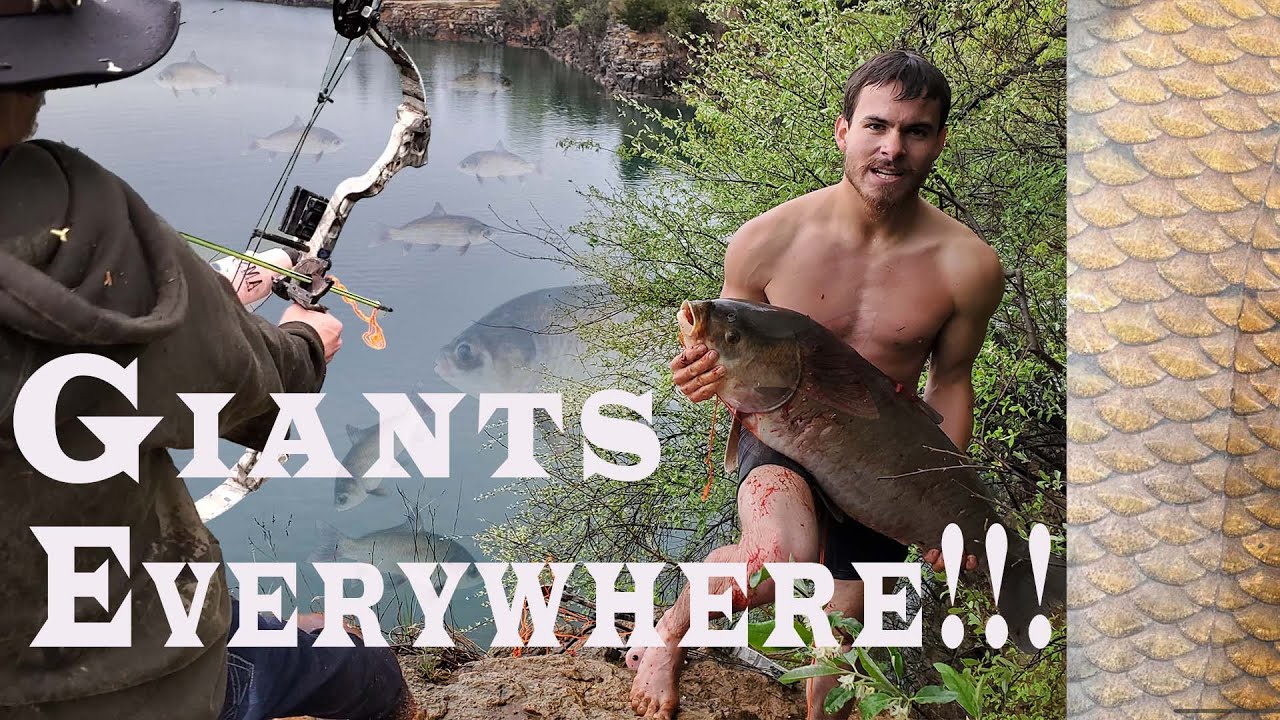 Thousands of giant buffalo fish invade this cove !!! (Rare sight!)