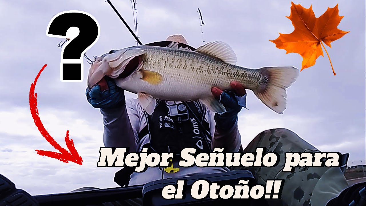 El Mejor Señuelo para el Otoño :::::  Parte 2.... 4 K