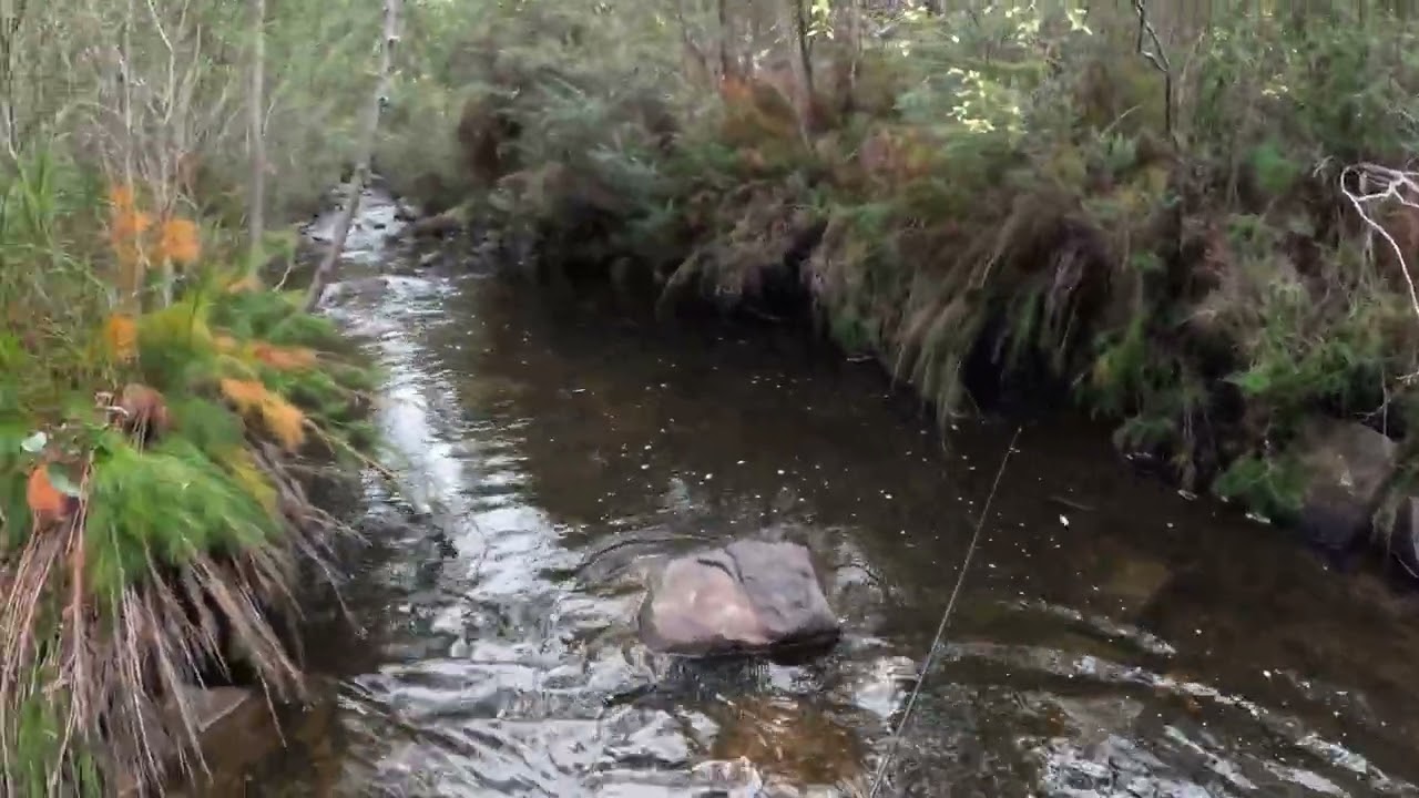 Trout Opening 2024