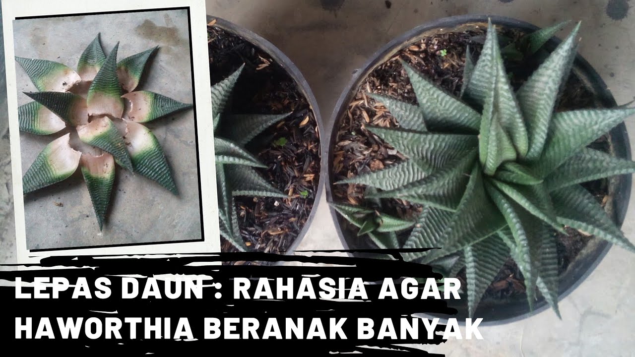 Rahasia Sukulen Haworthia Cepat Beranak! Benarkah Dengan Melepaskan Daunnya?