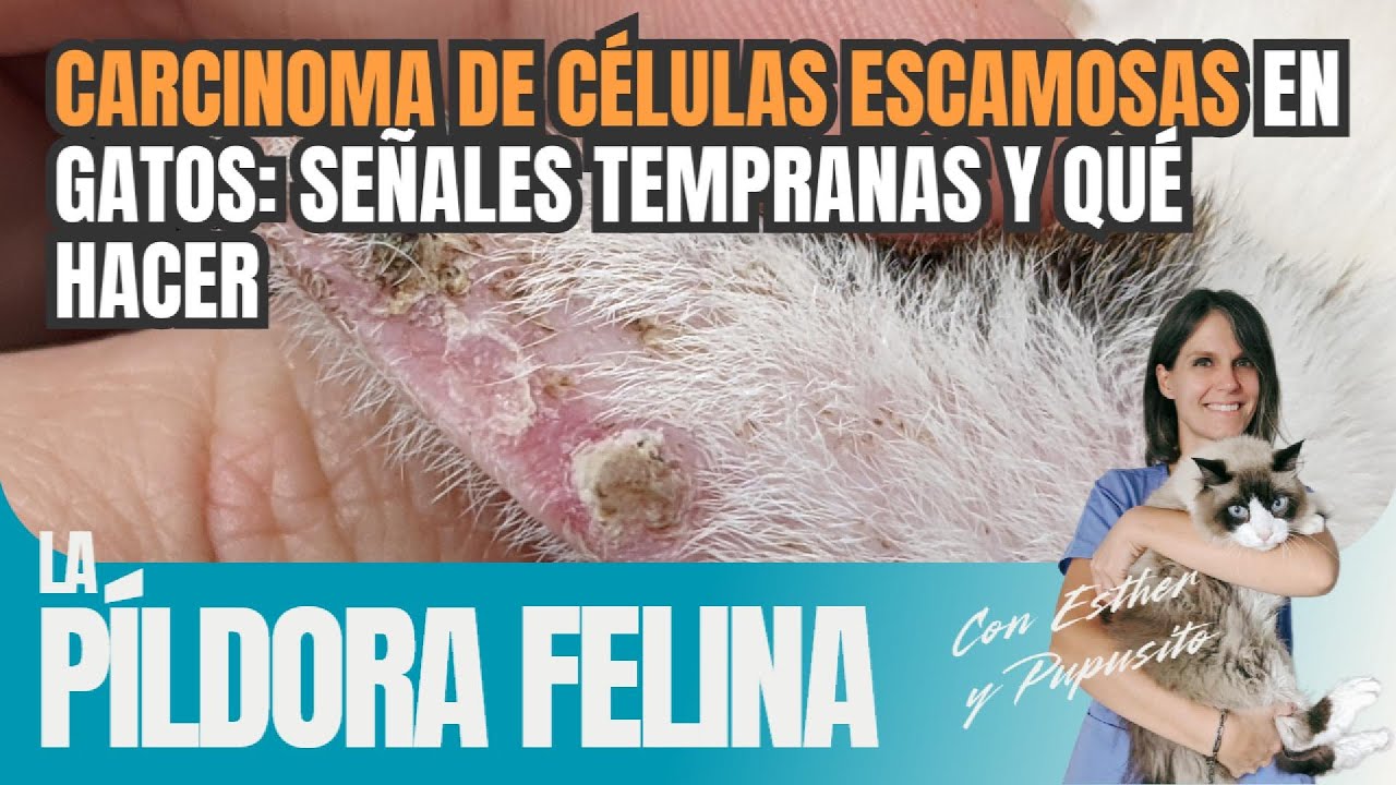 Carcinoma de células escamosas en gatos: señales tempranas y qué hacer || 531