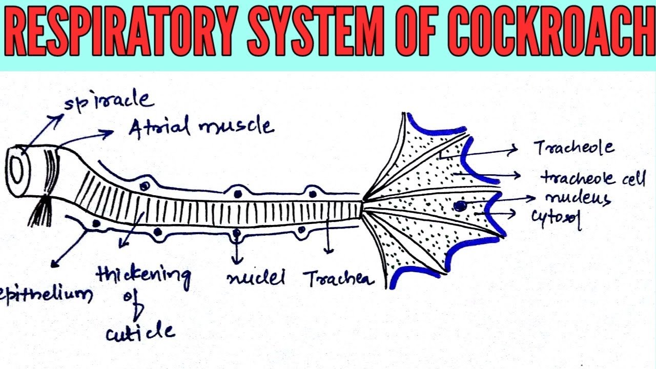 Respiratory system of cockroach in most simplified way- NEET AIIMS JIPMER