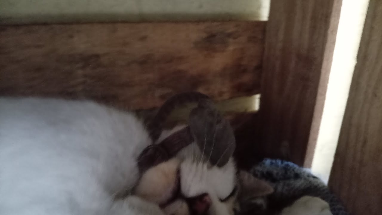 Jiji 