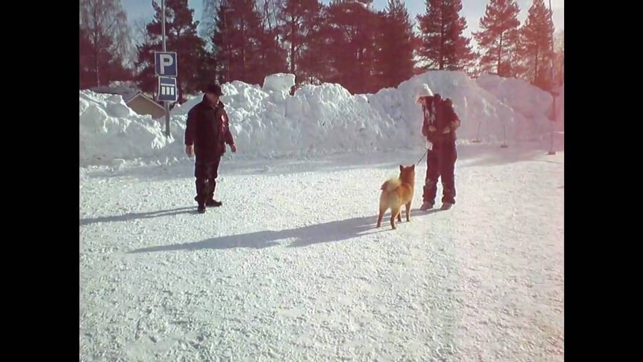 Suomenpystykorva Väärti Kemijärvellä 27.3.10
