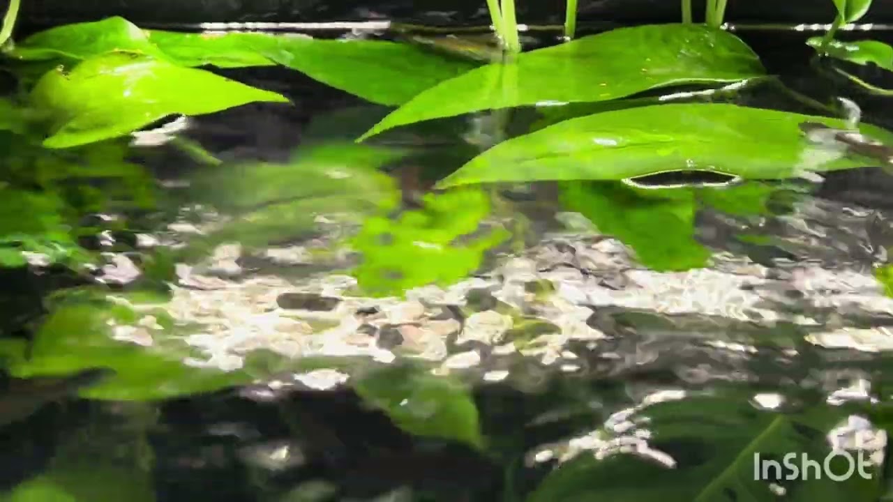 The Calm before Rumble Feeding of Blue Eyes Congo tank