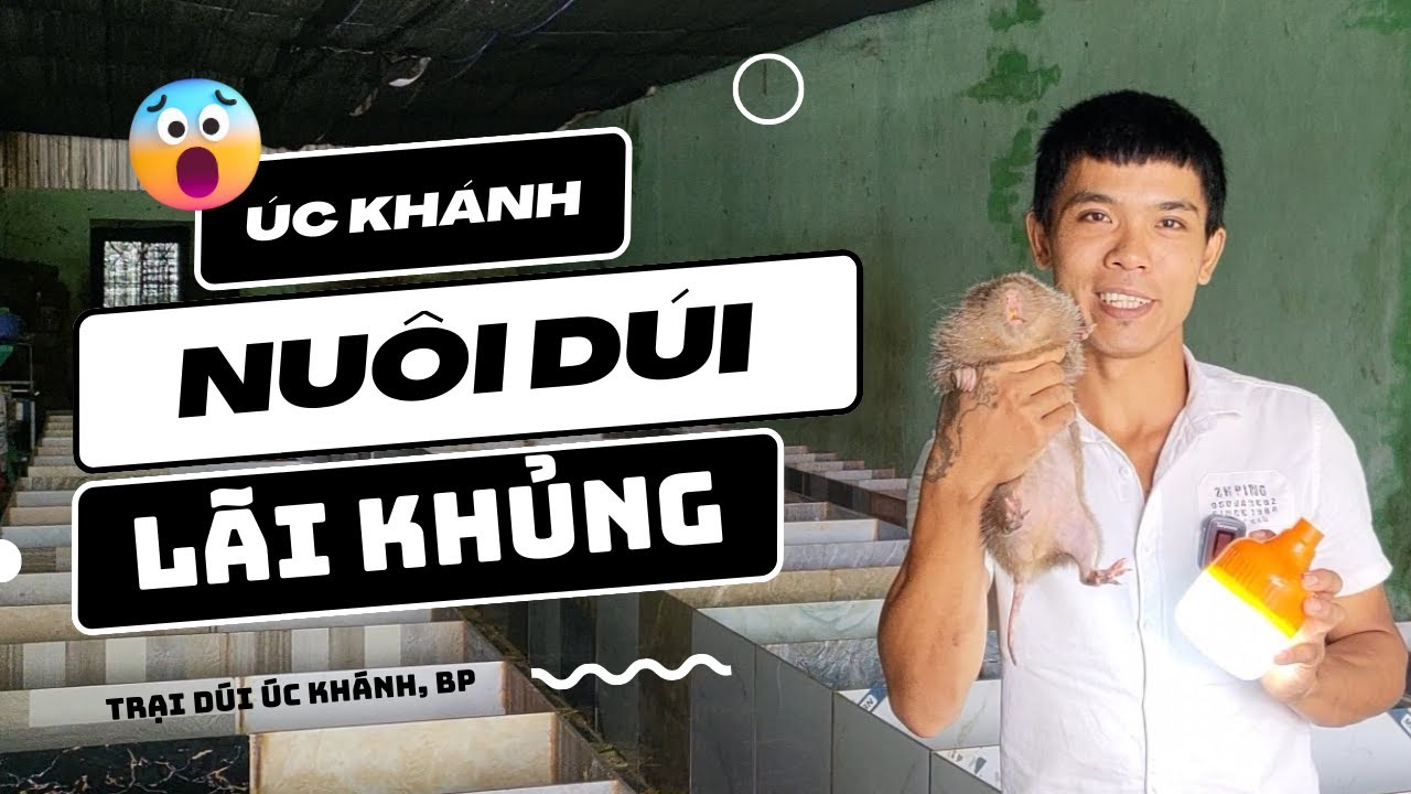 Mô hình Nuôi Dúi Mốc và Dúi Má Đào Siêu Lợi Nhuận | Dúi Giống Miền Nam 2023