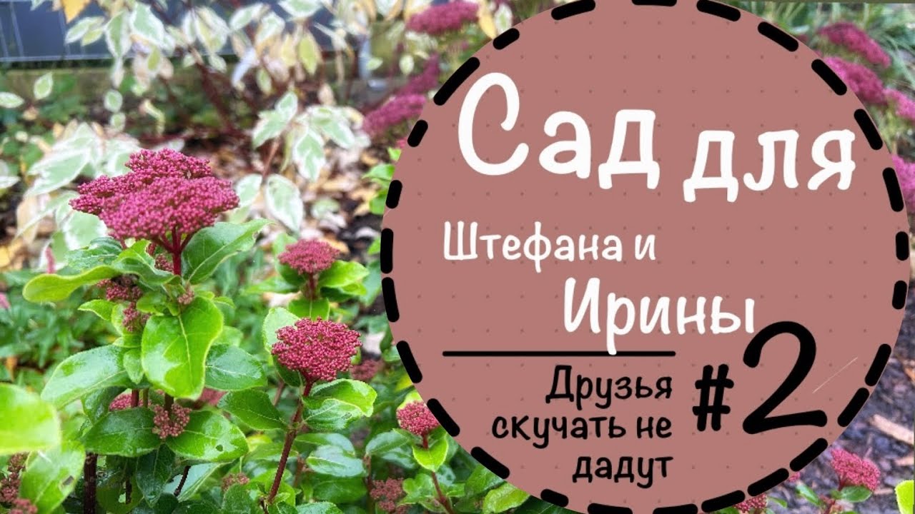 Результаты реконструкции сада☘️Прошёл год☘️Очитки☘️Пузыреплодник☘️Дерен Элегентиссима☘️Горец☘️Аллиум