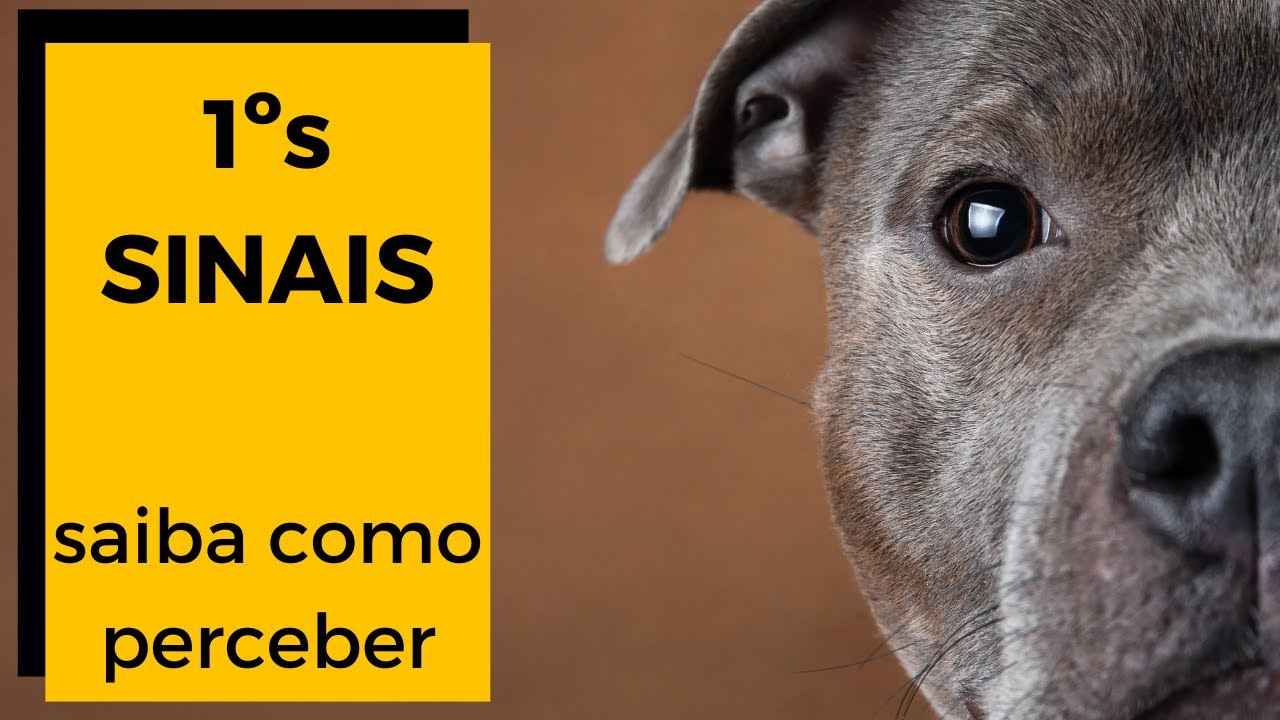 👀 Primeiros Sintomas do GLAUCOMA EM CÃES : Cachorro com glaucoma pode voltar a enxergar?