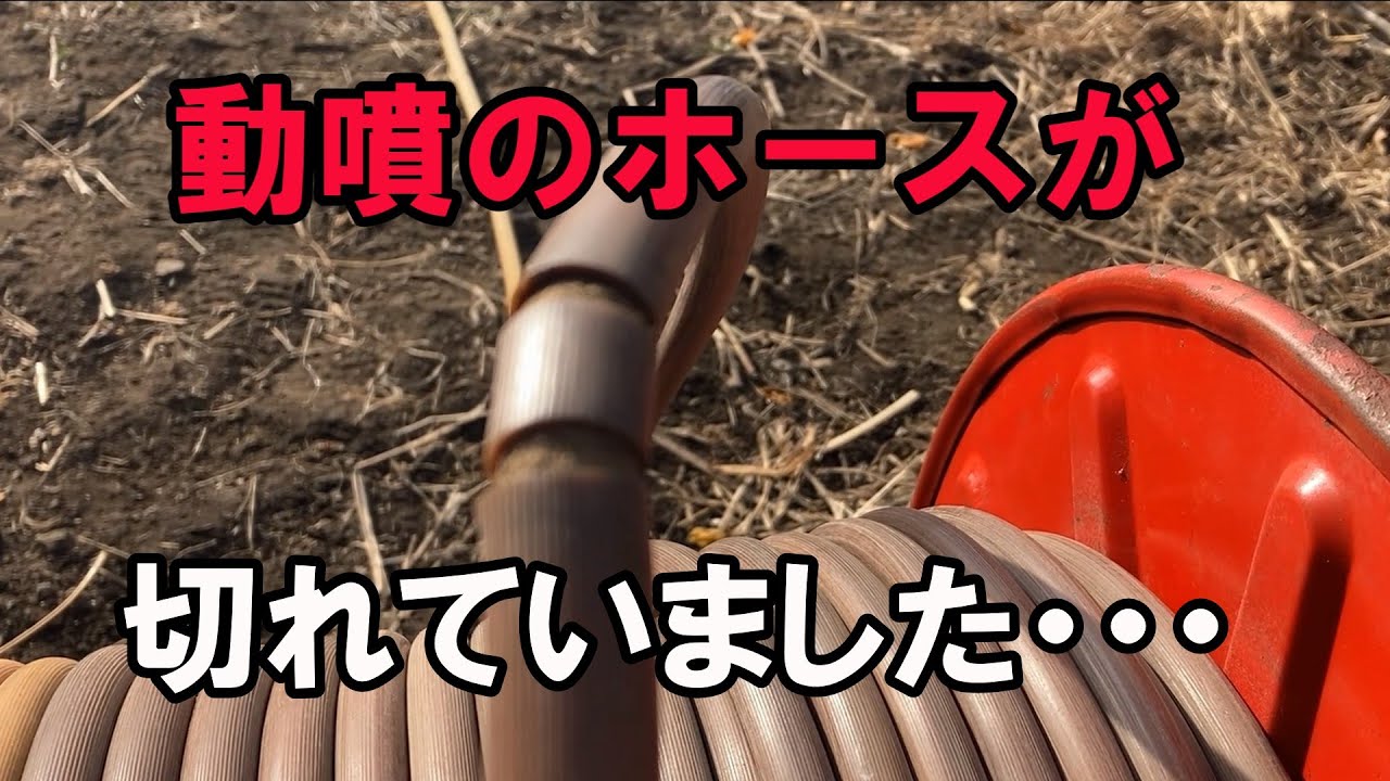 【阿蘇】【農業】動噴ホースが切れていました。　2026.2.5