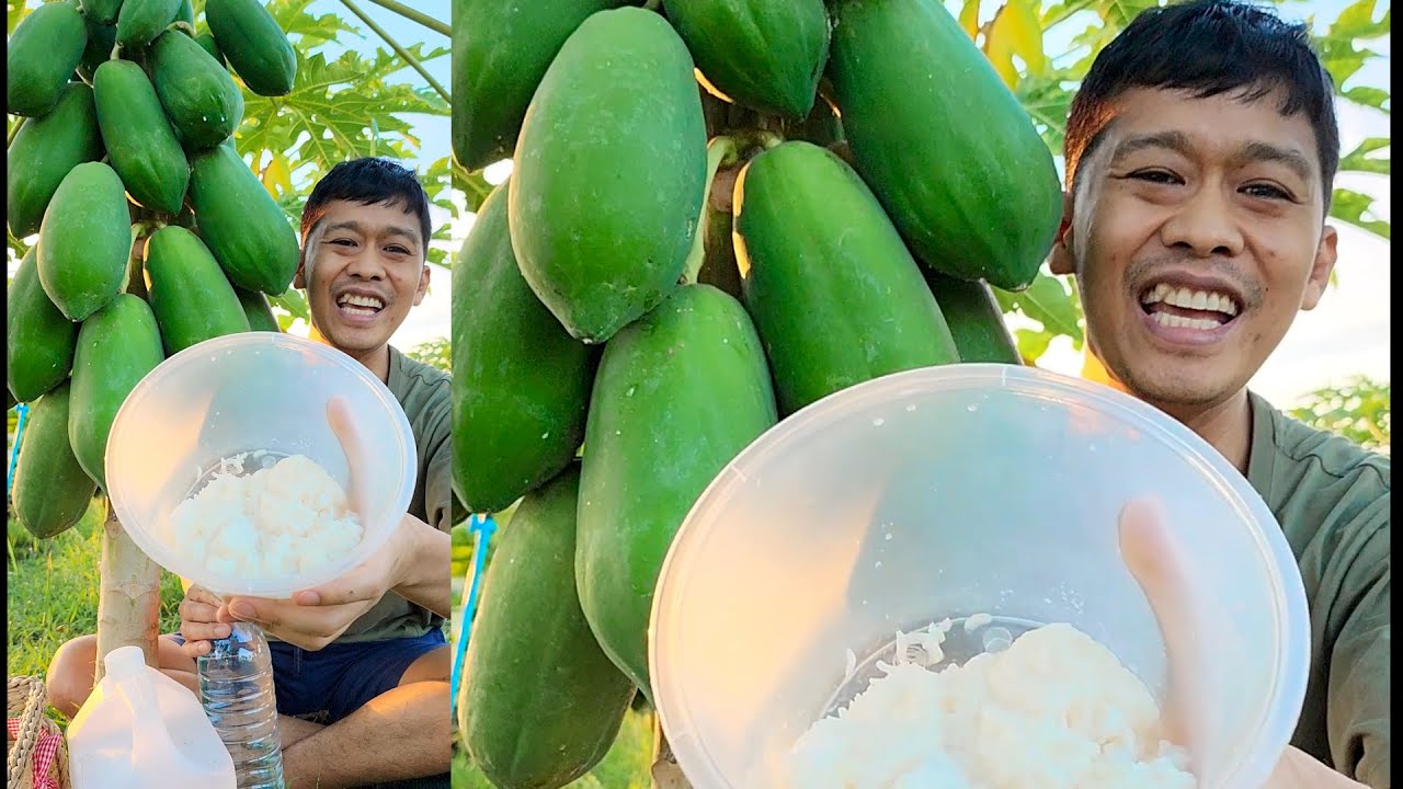 สูตรทำง่ายได้ผลดี ข้าวบูดไม่ต้องเอาไปทิ้ง | เอิร์ธสดชื่น ปลูกสวนป่าผลไม้อินทรีย์ลดโลกร้อน