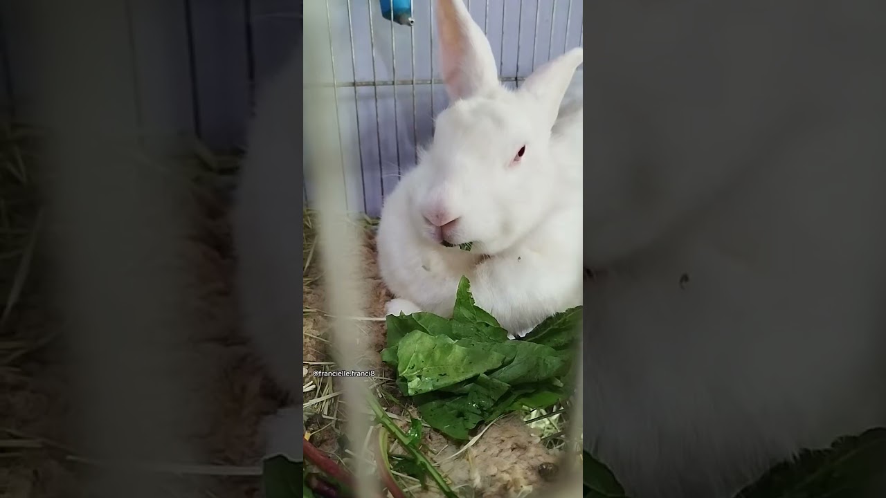 Meu Coelho 🐰 🐇 Comendo uma Salada 🥗😋🌱