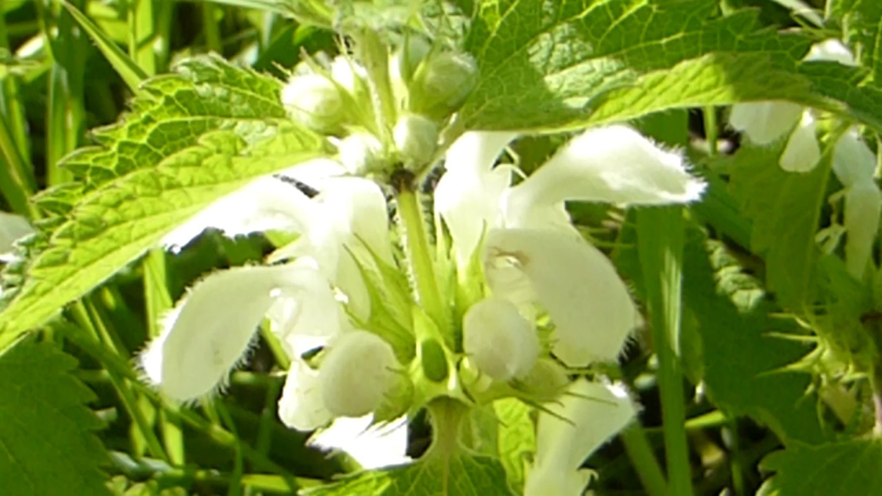 White dead nettle - Lamium album - Lj&oacute;satv&iacute;t&ouml;nn - Hv&iacute;tatv&iacute;t&ouml;nn - Villijurtir - Illgresi