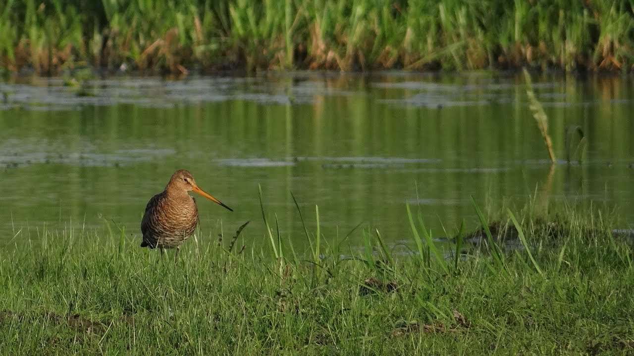 Rycyk (Limosa limosa) - Śpiew / Song of Black-tailed godwit