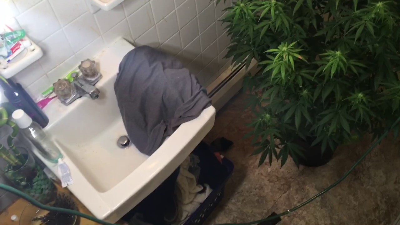 Ak47 