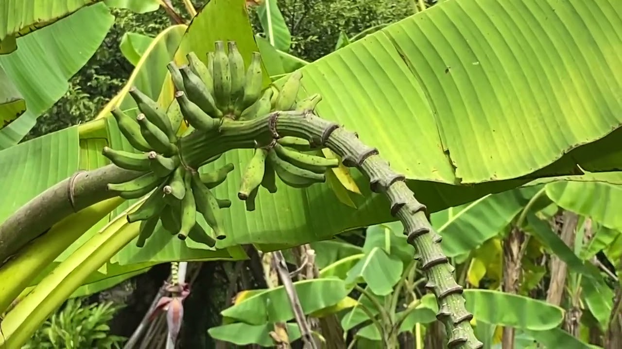 Bangkok - Banana trees, blossoms, and fruits at Queen Sirikit Park #bangkok #thailand #bananatrees 